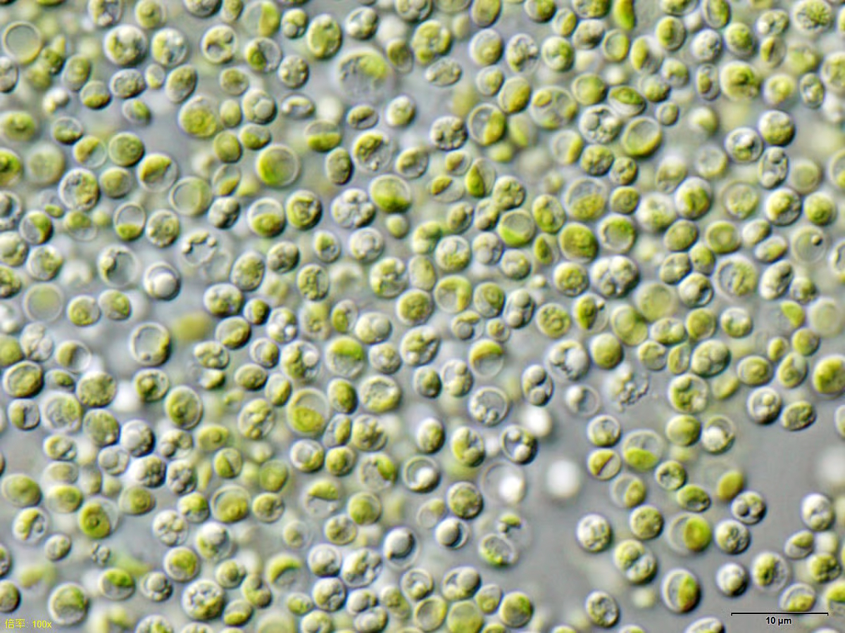 Vue microscopique de Chlorella vulgaris, micro-algue d'eau douce étudiée pour ses propriétés de biosorption des métaux lourds